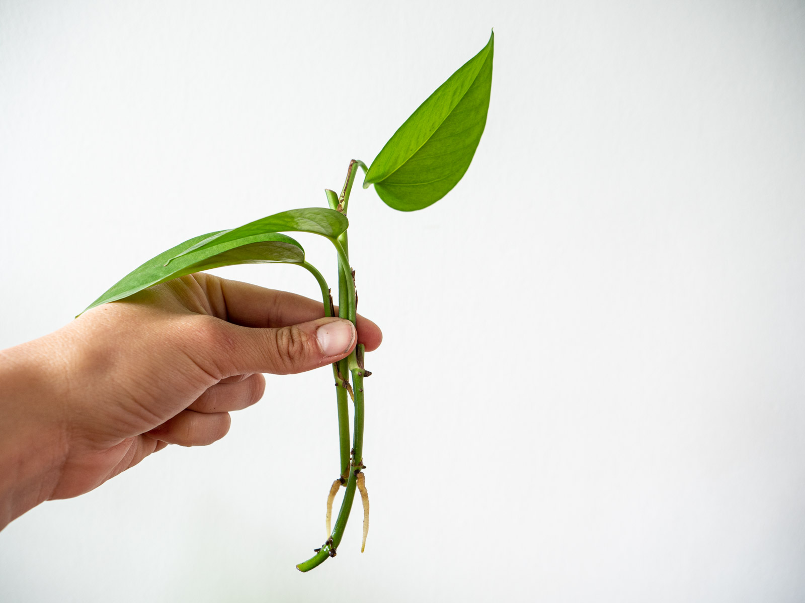 partij Vesting kapitalisme 5 makkelijke planten om te stekken - Plantleven