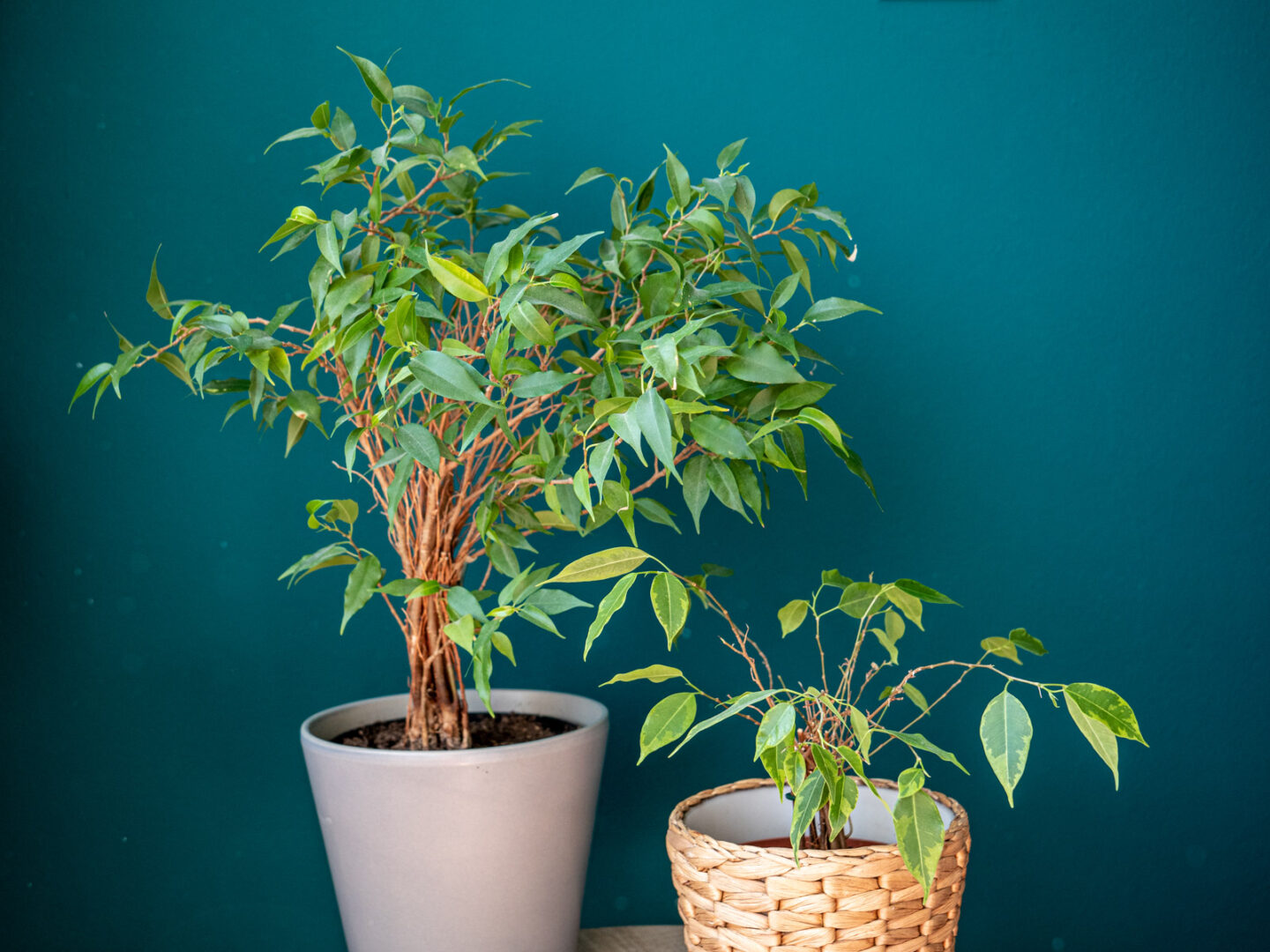 Help, mijn ficus benjamina verliest zijn blad Plantleven