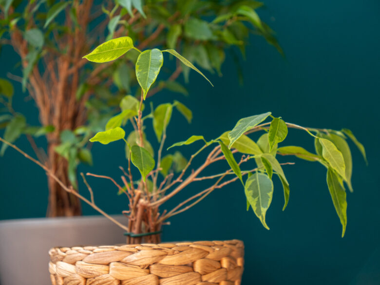 ficus-benjamina-verzorging