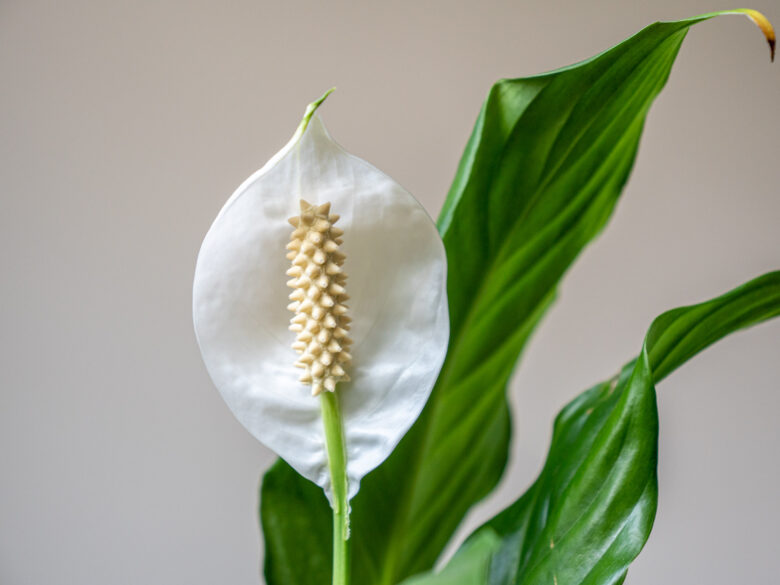 lepelplant-bloemen