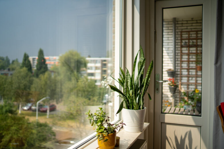 sanseveria-vetplanten