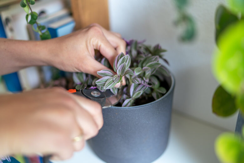 stekken-tradescantia-vaderplant