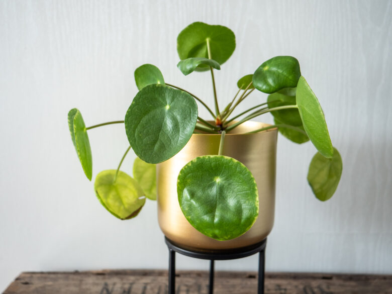 Pannenkoekenplant-Pilea-Peperomioides-verzorgen