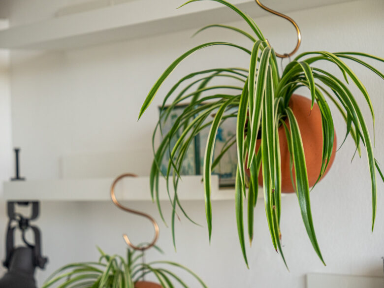 graslelie-chlorophytum