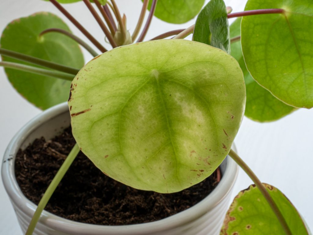 pannenkoekenplant-geel-blad