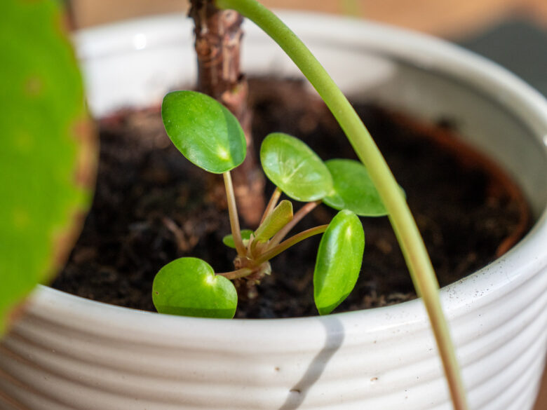 pannenkoekenplant-pilea-baby-stekken