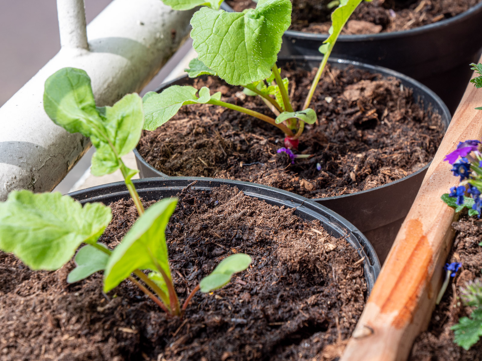 matig Spotlijster lus Moestuin voor beginners: radijs kweken en oogsten - Plantleven