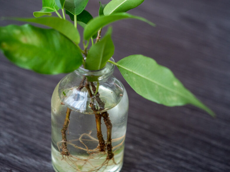 ficus-benjamina-stekken