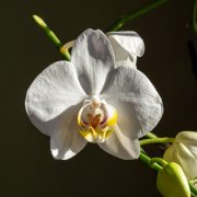 bloeiende-kamerplant-orchidee
