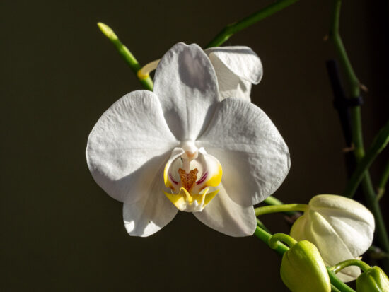bloeiende-kamerplant-orchidee