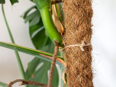 gatenplant-monstera-mosstok