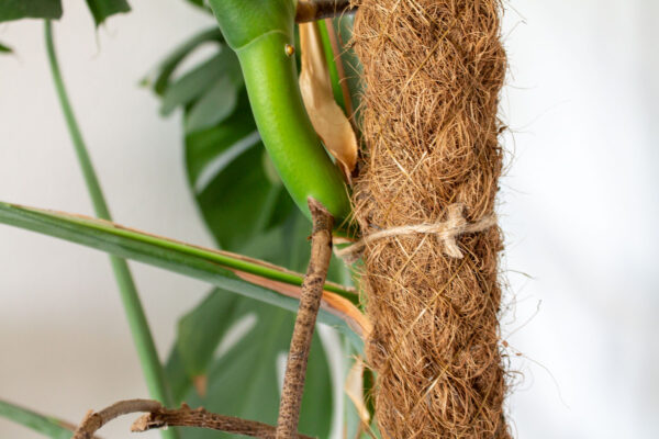 gatenplant-monstera-mosstok