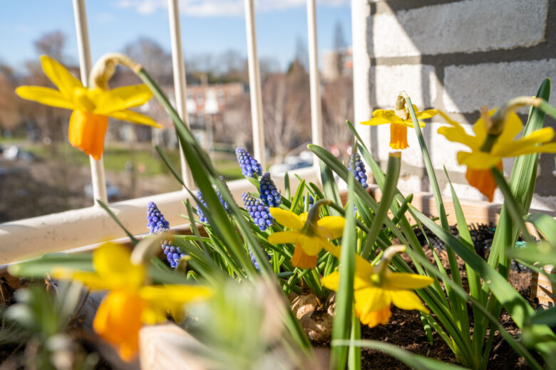 bloembollen-narcis