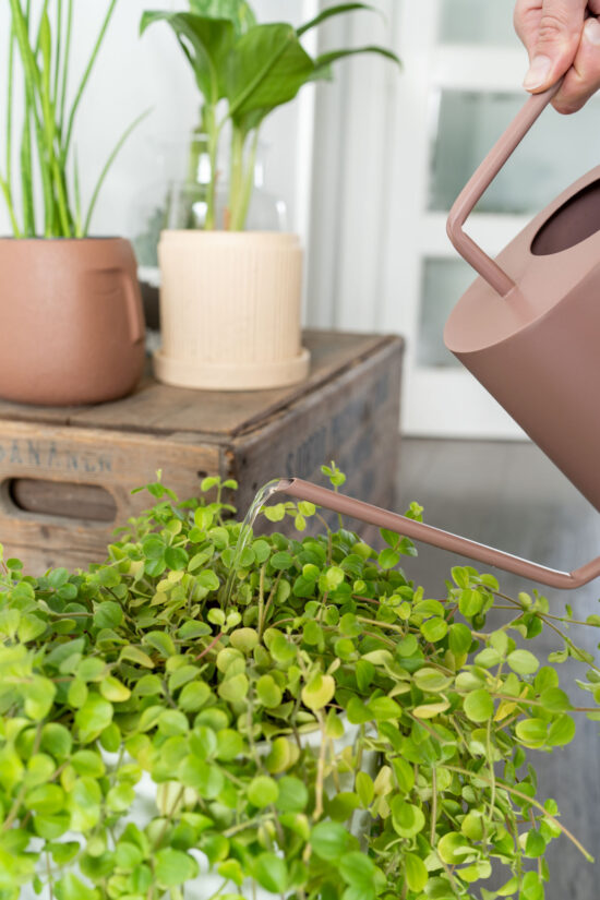 Kamerplanten Water Geven 9x Vraag En Antwoord Plantleven