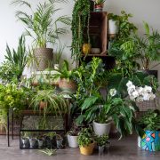 overal-tuinieren-planten