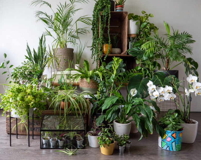 plantleven-planten