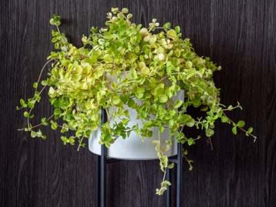 peperomia-rotundifolia