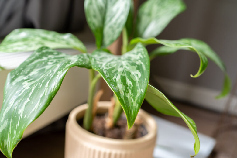 aglaonema-stekken