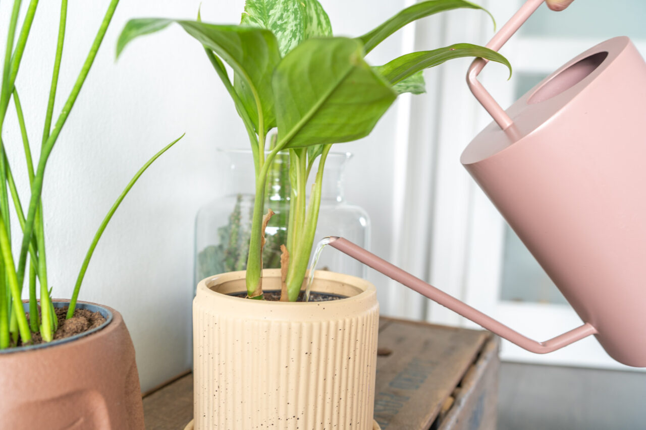 water-geven-aglaonema