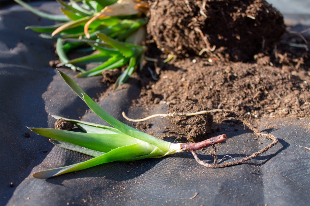 aloe-stekken