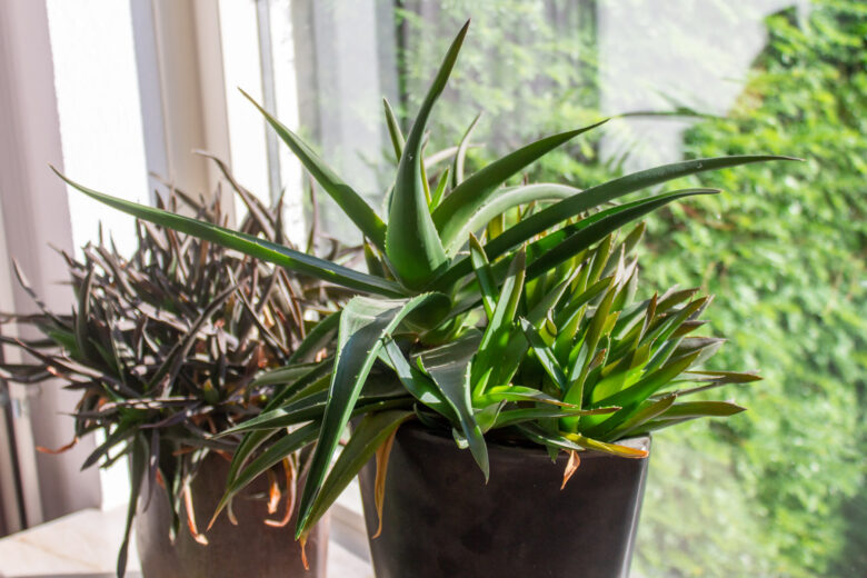 aloe-stekken