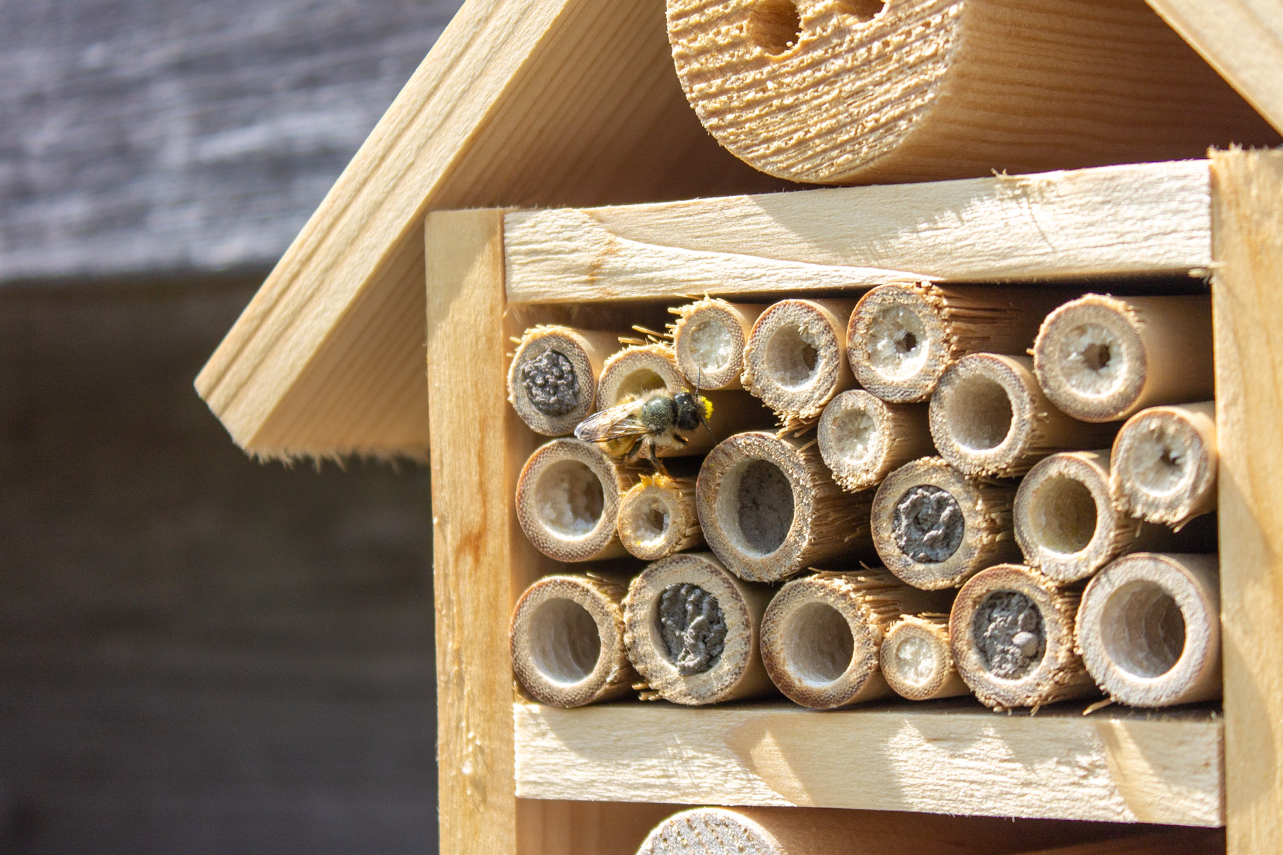 Beukende Distilleren maak een foto Insectenhotel of bijenhotel ophangen: goed voor bloemetjes en bijtjes -  Plantleven