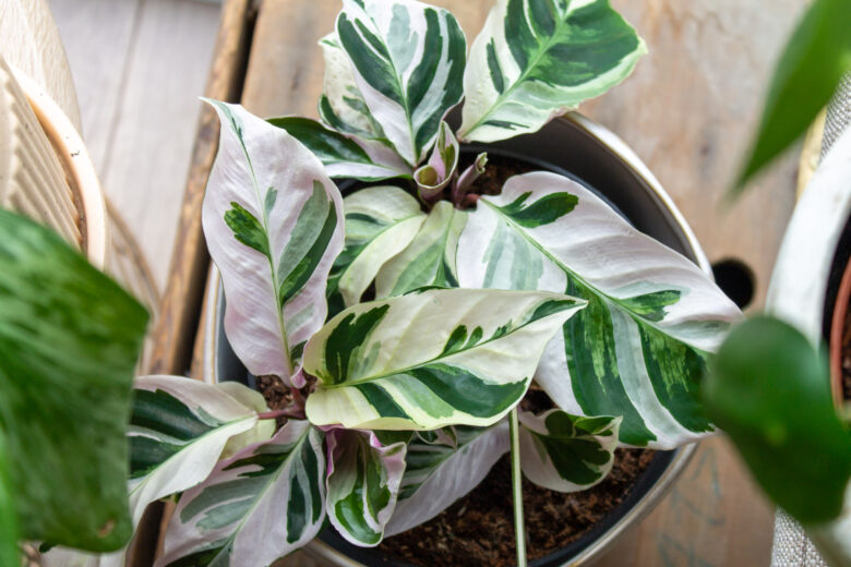 calathea-white-fusion