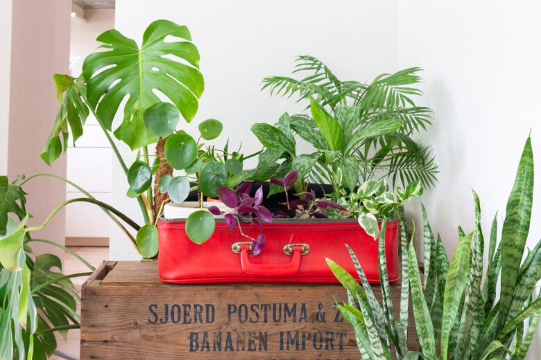 planten-vakantie-water