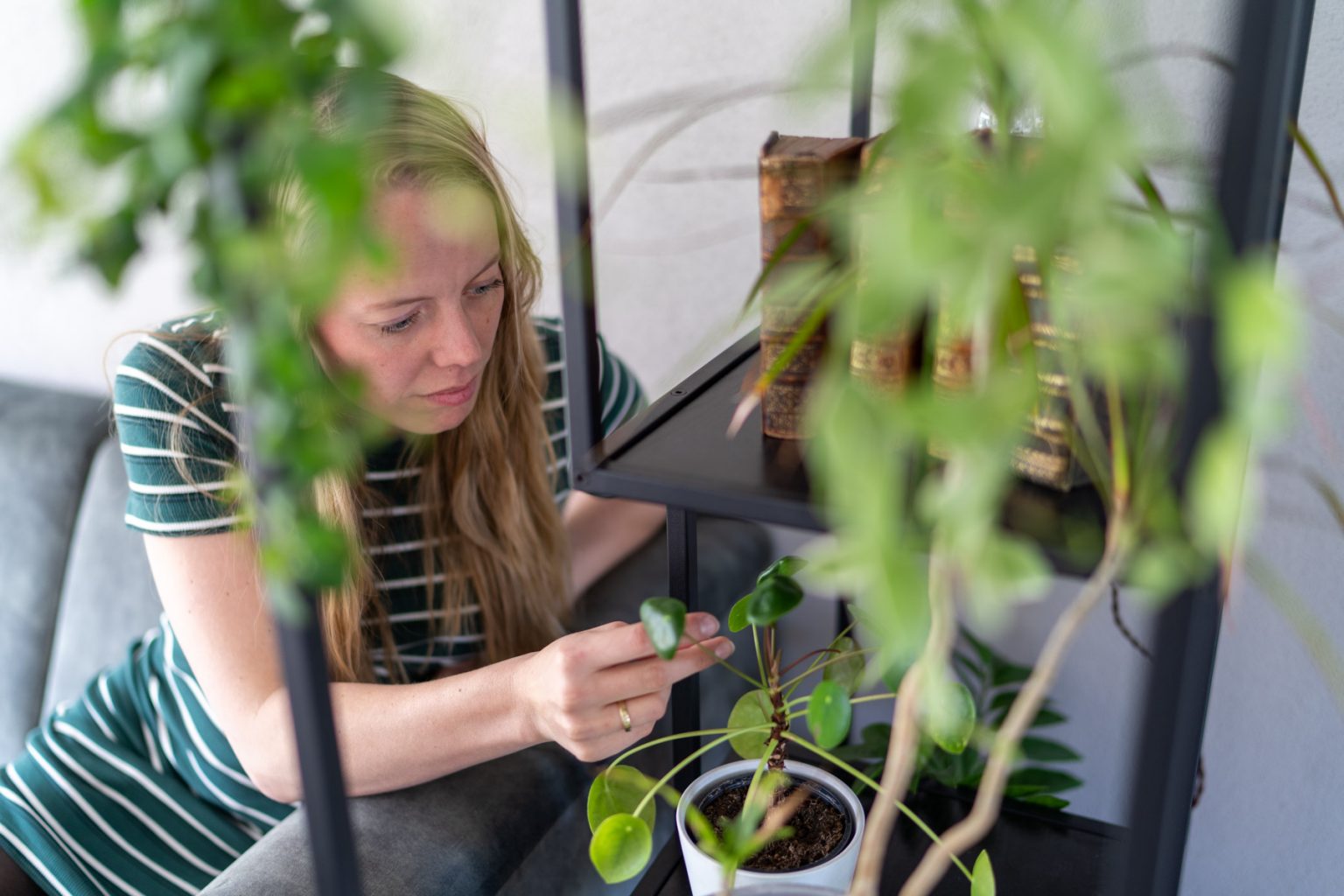 Tips Om Duurzame Kamerplanten Te Kopen En Verzorgen Plantleven