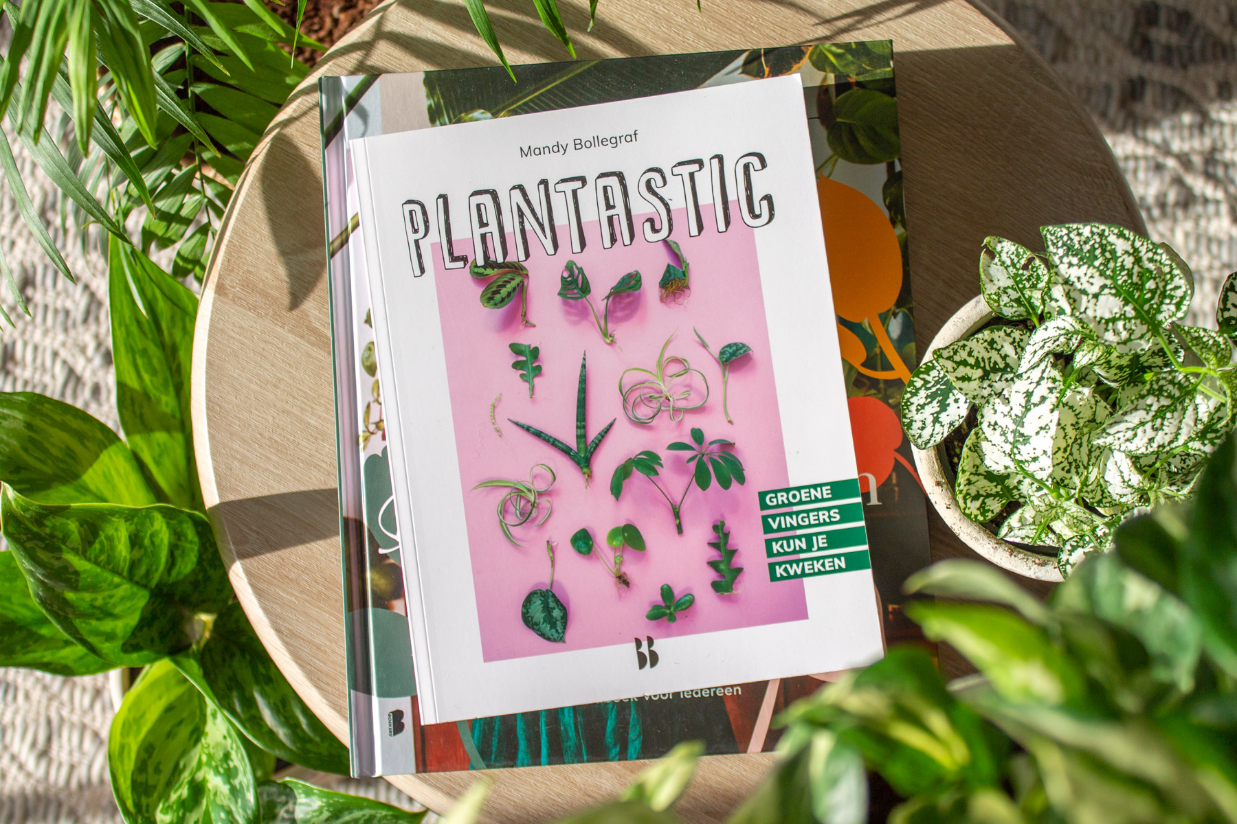 Scenario katoen kalligrafie 3 nieuwe boeken over kamerplanten - Plantleven