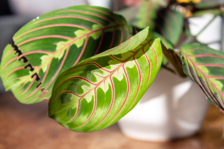 maranta-leuconeura-fascinator-tricolor