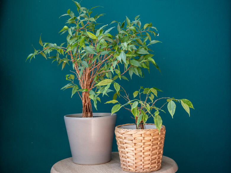 ficus-benjamina-verzorging