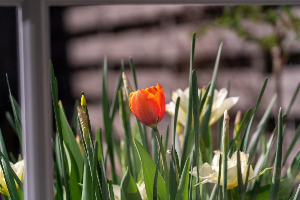 tulpen-narcissen-bloembollen-1