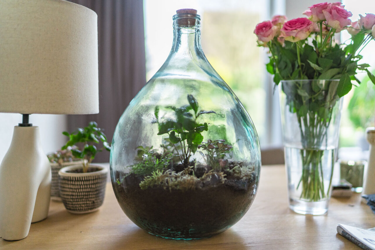 Zorg voor groen in huis met een planten terrarium