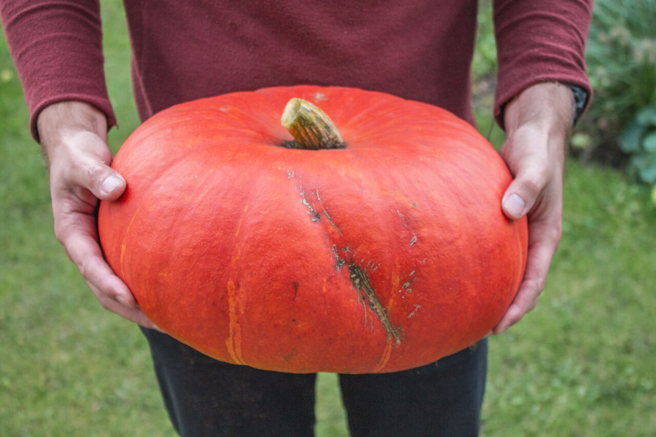 Man houdt grote, oranje pompoen vast. 